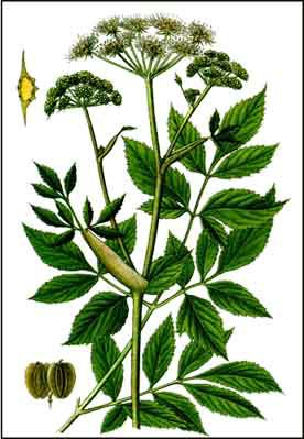 Angélique archangelica officinalis