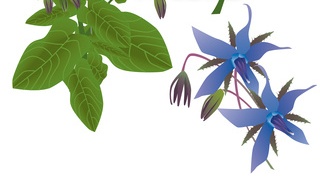 Huiles essentielles, comparaison mesures anciennes et&nbsp;nouvelles