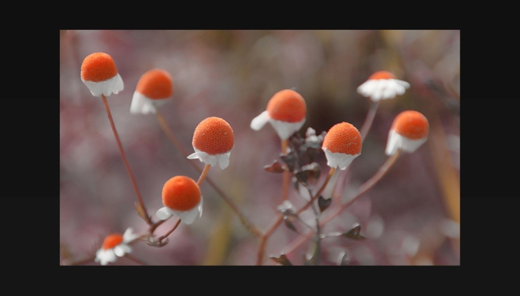 Camomille allemande ou commune, HE de camomille matricaire, HE camomille noble, camomille Romaine ou Noble, huile de&nbsp;Camomille