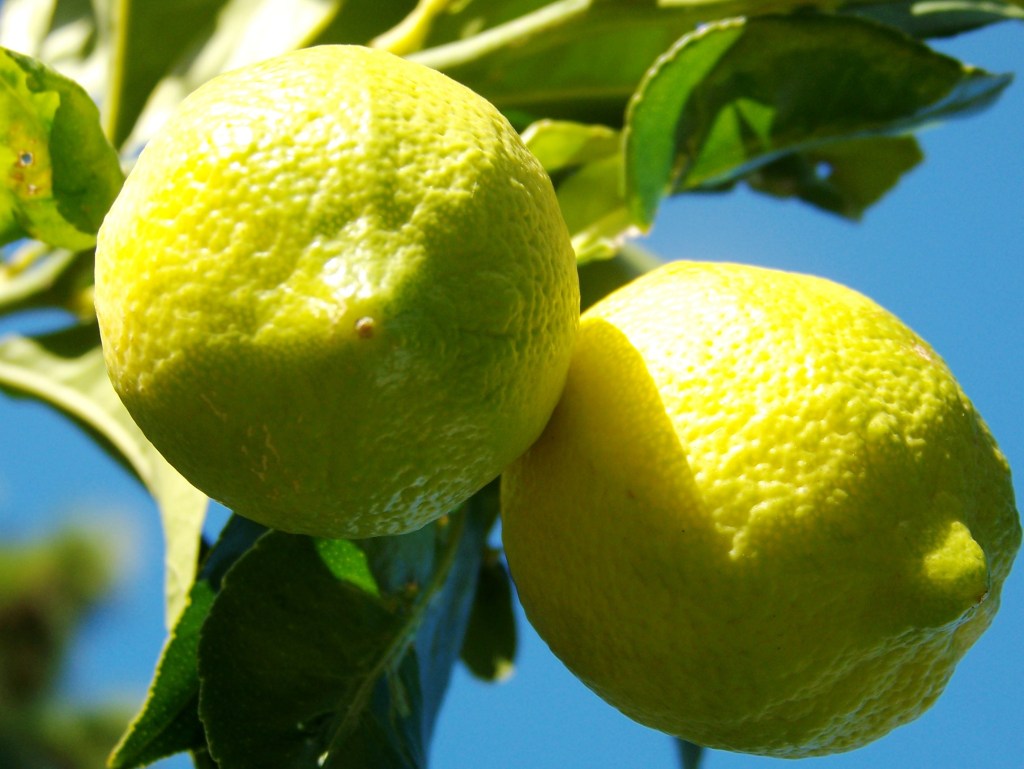 Limonier, citrus limonum
