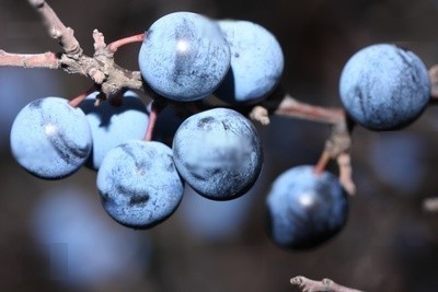 Le Genévrier, Commun, Oxycèdre, HE de&nbsp;Genévrier