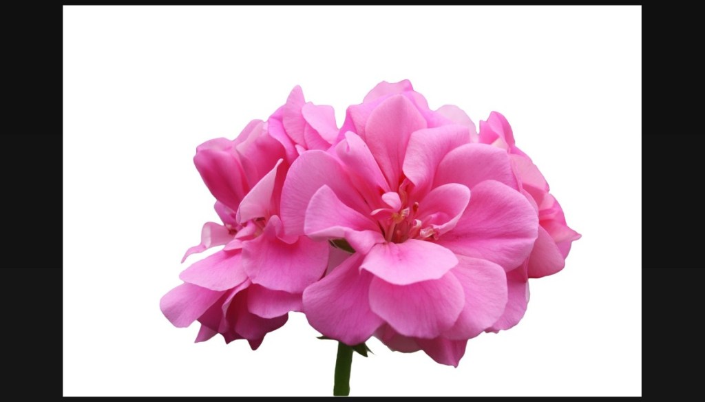 Le géranium, huile essentielle de géranimum&nbsp;Rosat,