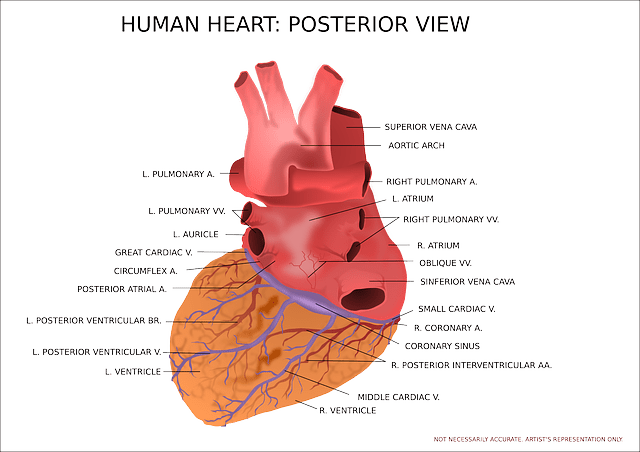Maladies cardio-vasculaires