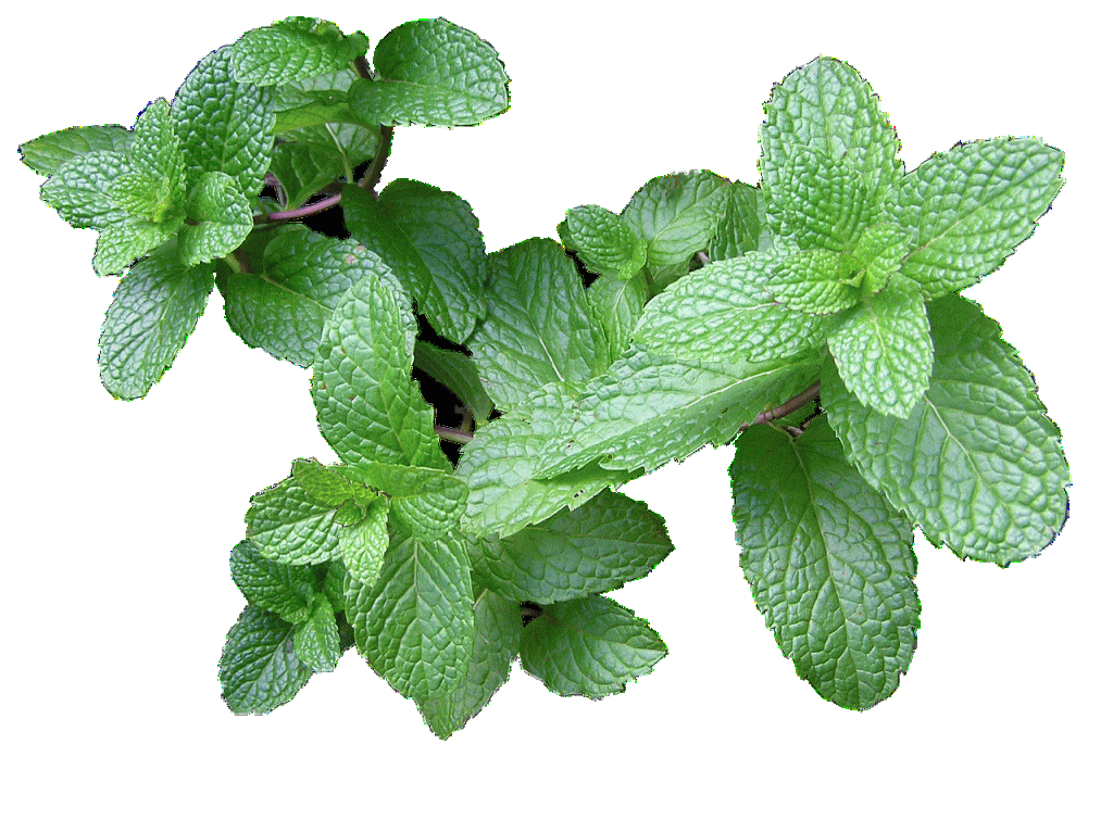 Menthe bergamote HE, Menthe poivrée HE, autres variétés de&nbsp;Menthes