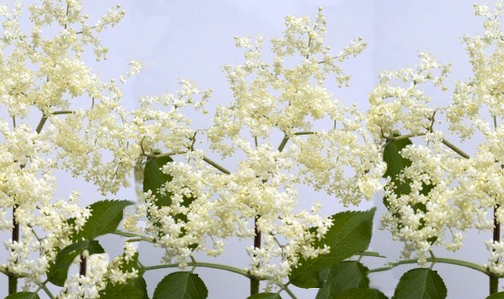 Niaouli, Huile essentielle de&nbsp;Niaouli