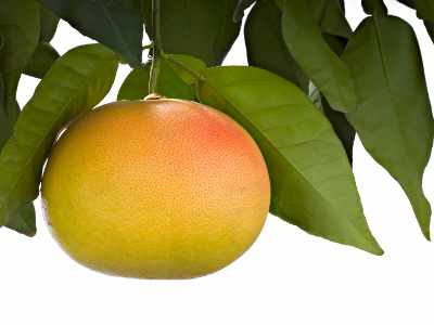 Pamplemousse, huile essentielle