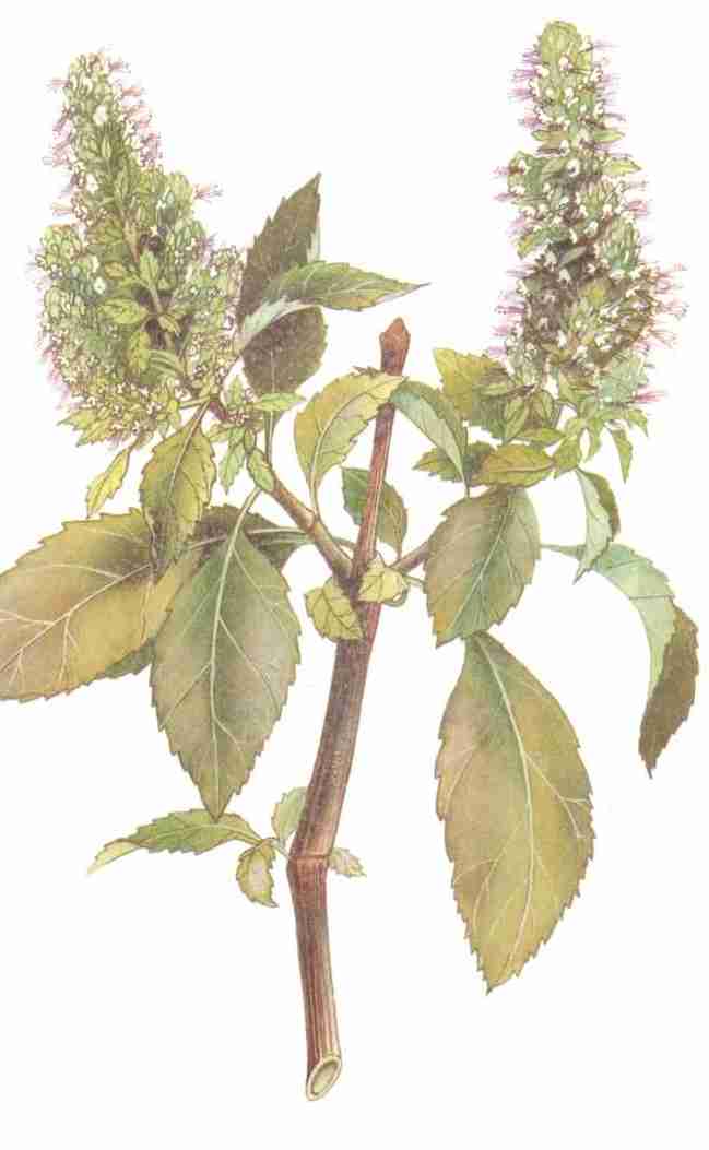 Le Patchouly : Histoire et Bienfaits de cette Plante&nbsp;Aromatique