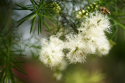 Tea tree, huile&nbsp;essentielle