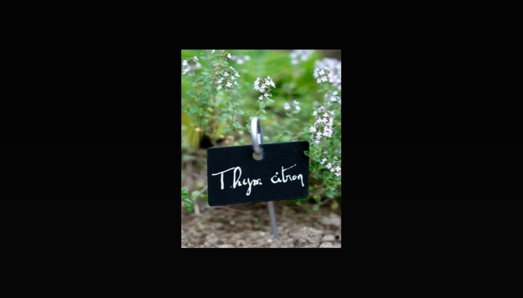 Le thym et le serpolet, farigoule, huile essentielle de thym à thujanol, l&rsquo;essence de&nbsp;thym