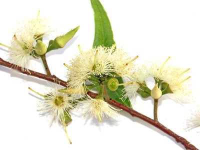 Le tilleul, tilleul des&nbsp;anciens